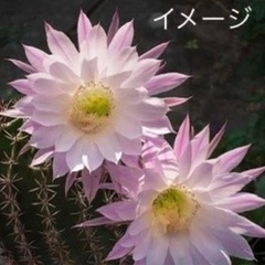 サボテン&ガジュマル挿し木&土&パーライトの画像