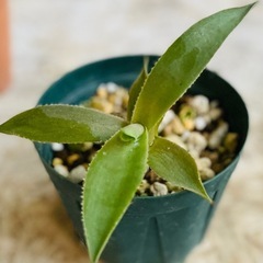 まとめ売り特価！アガベチタノタブルー　雷神　フィリフェラ　笹雪　塊根植物クンチーの画像