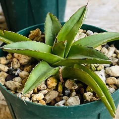 まとめ売り特価！アガベチタノタブルー　雷神　フィリフェラ　笹雪　塊根植物クンチーの画像