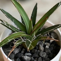 まとめ売り特価！アガベチタノタブルー　雷神　フィリフェラ　笹雪　塊根植物クンチーの画像