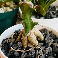 まとめ売り特価！アガベチタノタブルー　雷神　フィリフェラ　笹雪　塊根植物クンチーの画像