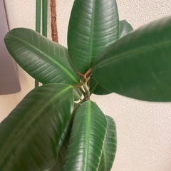 【ワンコイン】観葉植物：バーガンディー ゴムの木 160cmの画像