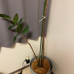 【ワンコイン】観葉植物：バーガンディー ゴムの木 160cmの画像