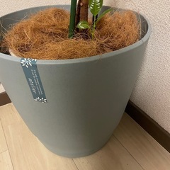 【ワンコイン】観葉植物：バーガンディー ゴムの木 160cmの画像