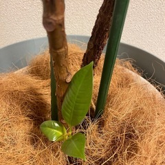 【ワンコイン】観葉植物：バーガンディー ゴムの木 160cmの画像