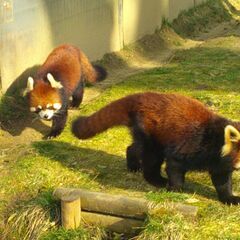 初級水曜日ダブルスゲーム　くまさんテニス協会