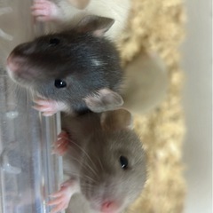 ファンシーラット(ダンボ)