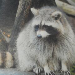 水曜日初心者でラリーができる方を対象　学生不可