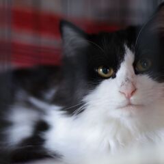 うに君　激しく人間好き　11月15日㈯　立川市すみれペット…