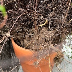 ワイヤープランツ 根付きの画像