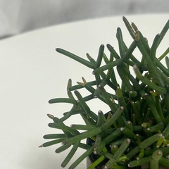 多肉植物  猿恋葦 リプサリス属の画像