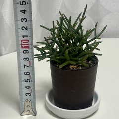 多肉植物  猿恋葦 リプサリス属の画像
