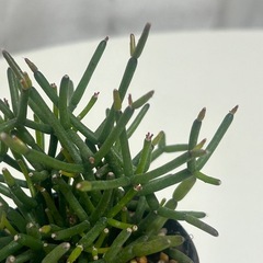 多肉植物  猿恋葦 リプサリス属の画像