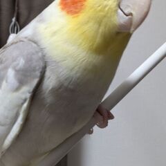 オカメインコをさがしています