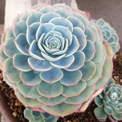 葉っぱの多さが際立つ七福神の画像