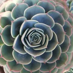 葉っぱの多さが際立つ七福神の画像