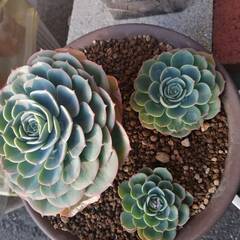 葉っぱの多さが際立つ七福神の画像