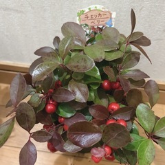 チェッカーベリー🪴の画像