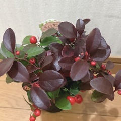 チェッカーベリー🪴の画像