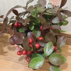 チェッカーベリー🪴の画像