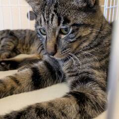 たろう♂　家が明るくなる性格　11月22日㈯　島忠ホームズ昭島店...