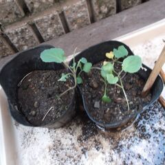 《取引決まりました》ブロッコリーの苗（数本）の画像