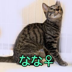 なな♀推定5月下旬生　11月15日㈯　立川市すみれペットク…