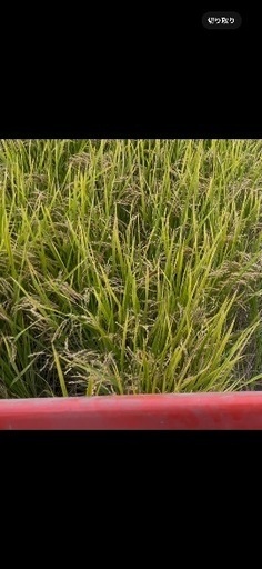 令和7年度産　新米ハツシモ　玄米30キロ　1等米級　減農薬　有機肥料