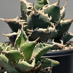 アガベ　海王　の画像