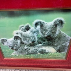 GY1114 3Dアート　コアラ　癒し　額付きの画像