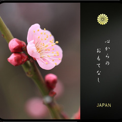 🍎新メニューのお知らせ