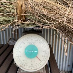 稲わら、稲わら、引き取り限定。令和７年度産の画像