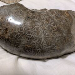 アンモナイトと珪化木（木の化石）とサンゴのセットの画像