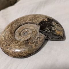 アンモナイトと珪化木（木の化石）とサンゴのセットの画像