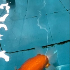 らんちゅうの画像