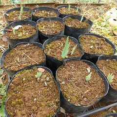 ★★ジャーマンアイリス（地下茎 苗／ポリポット植え）／耐寒性宿根草（現在、冬季休眠中）／たくさん有ります★★の画像