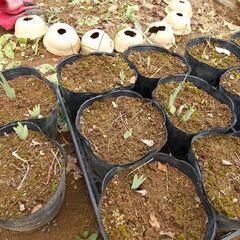 ★★ジャーマンアイリス（地下茎 苗／ポリポット植え）／耐寒性宿根草（現在、冬季休眠中）／たくさん有ります★★の画像