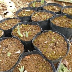 ★★ジャーマンアイリス（地下茎 苗／ポリポット植え）／耐寒性宿根草（現在、冬季休眠中）／たくさん有ります★★の画像