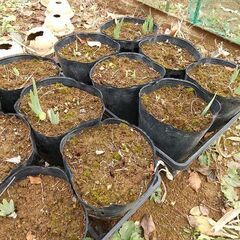 ★★ジャーマンアイリス（地下茎 苗／ポリポット植え）／耐寒性宿根草（現在、冬季休眠中）／たくさん有ります★★の画像