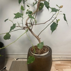 観葉植物　インドボダイジュ　フィカスレリギオの画像