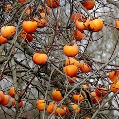 使わなくなった木の柿を頂ければ幸いです。
