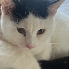 猫を探しています😭