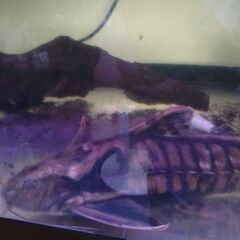 熱帯魚、メガロドラスの画像