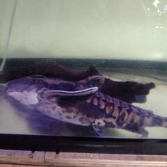 熱帯魚、メガロドラスの画像