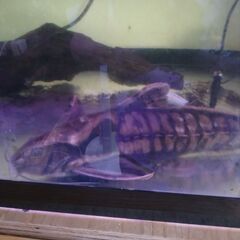 熱帯魚、メガロドラスの画像