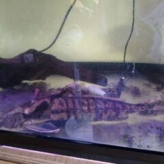 熱帯魚、メガロドラスの画像