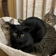 生後３〜４ヶ月くらいの可愛い子猫ちゃんです🐱里親さん募集中です