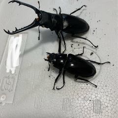 【ホワイトアイペア】ギラファノコギリ　ケイスケの画像