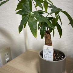 観葉植物 2つセットの画像