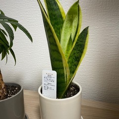 観葉植物 2つセットの画像